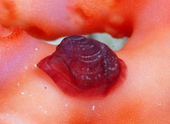 Pedicularia pacifica