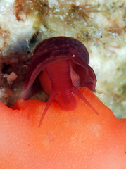 Pedicularia pacifica