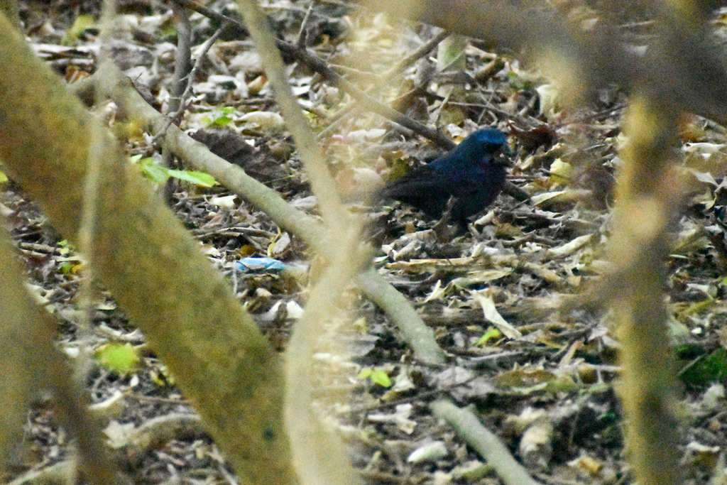 Ultramarine Grosbeak