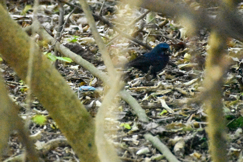 Ultramarine Grosbeak