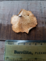 Lentinus scleropus
