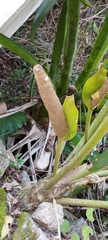 Anthurium coriaceum