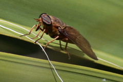 Tabanus americanus