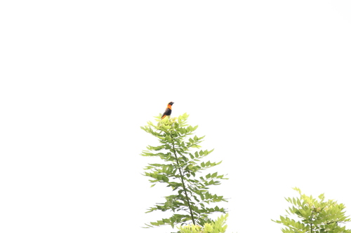 Black-winged Bishop (Euplectes hordeaceus)