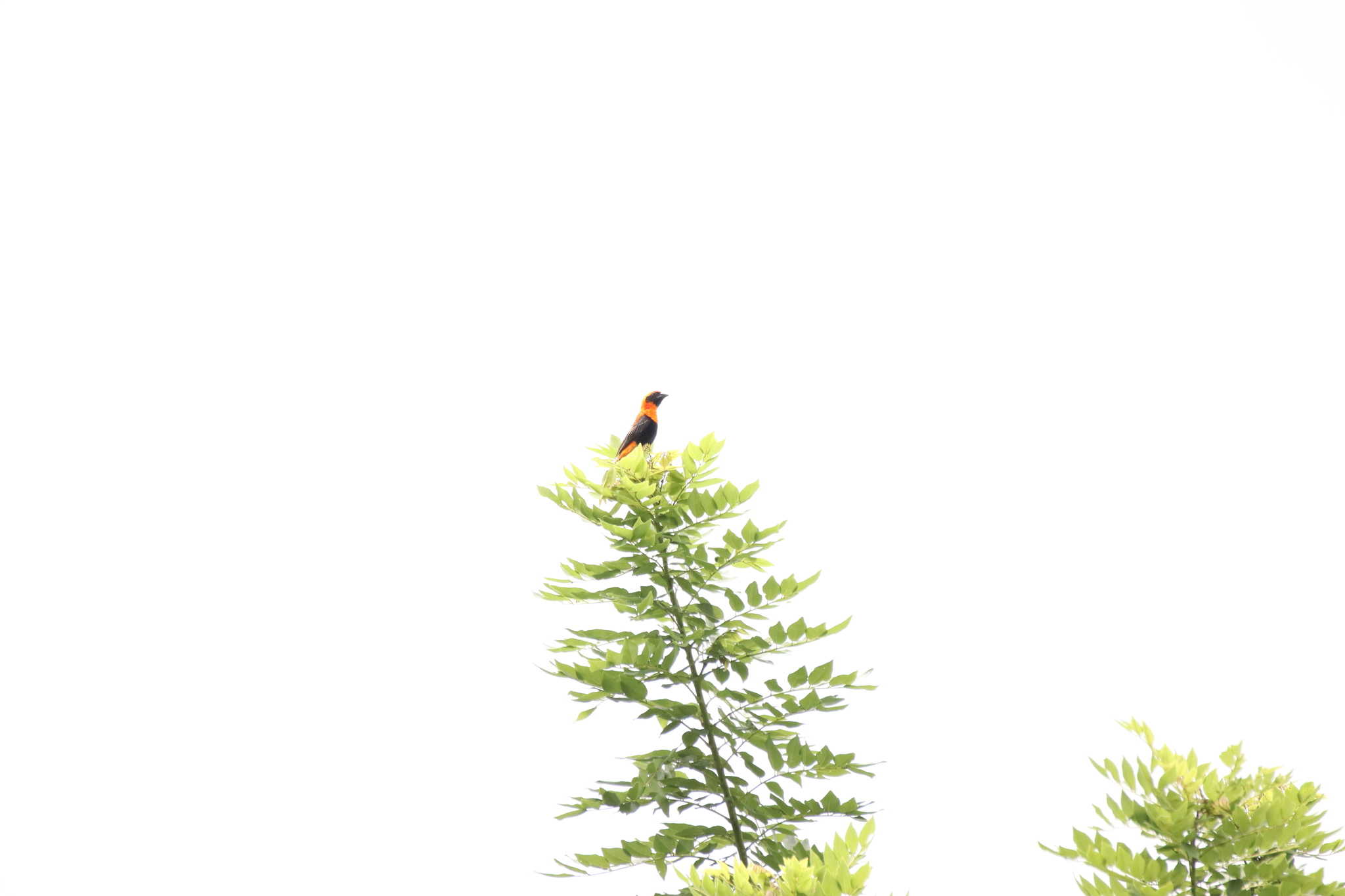 Black-winged Bishop illustration