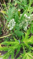 Heracleum mantegazzianum