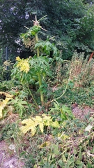 Heracleum mantegazzianum