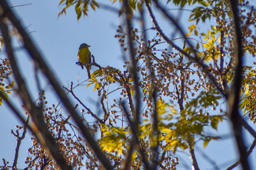 Red Tanager
