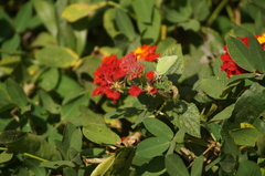 Cyanophrys herodotus