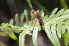 Diogmites crudelis