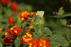 Cyanophrys herodotus