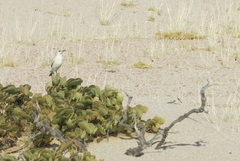 Emarginata tractrac