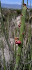 Euphorbia rossiana