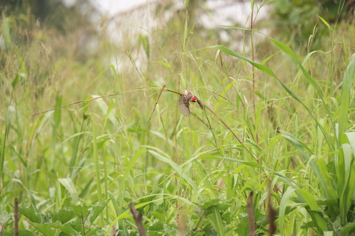 Red-headed Quelea (Quelea erythrops), photo 4