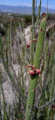 Euphorbia rossiana