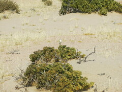 Emarginata tractrac