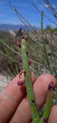 Euphorbia rossiana