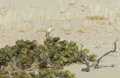 Emarginata tractrac