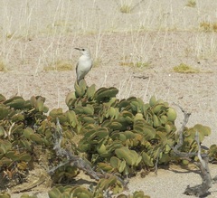 Emarginata tractrac
