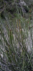 Euphorbia rossiana