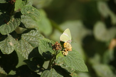 Cyanophrys herodotus
