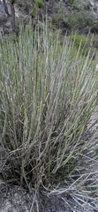 Euphorbia rossiana