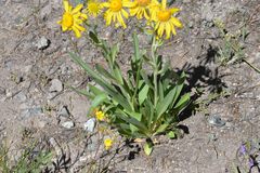 Arnica nevadensis