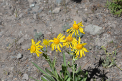 Arnica nevadensis