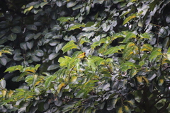 Ploceus brachypterus