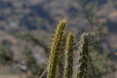 Corryocactus erectus