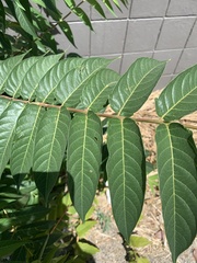 Ailanthus altissima
