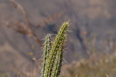Corryocactus erectus