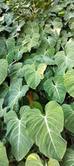 Philodendron gloriosum