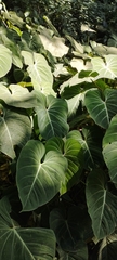Philodendron gloriosum
