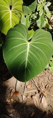 Philodendron gloriosum