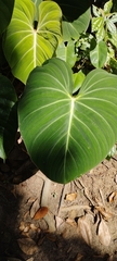 Philodendron gloriosum