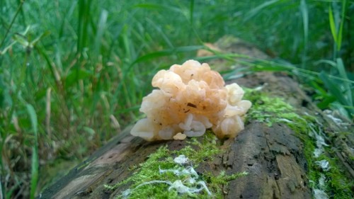 white jelly fungus (Protohydnum album)
