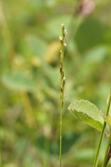 Piptatheropsis pungens