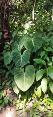 Philodendron gloriosum