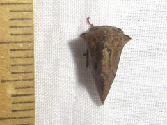 Telamona ampelopsidis