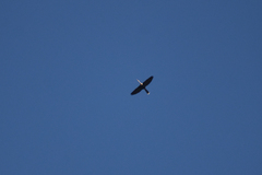 Anhinga anhinga anhinga