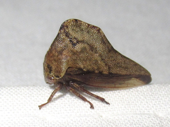 Telamona ampelopsidis