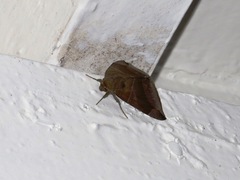 Dysgonia purpurata