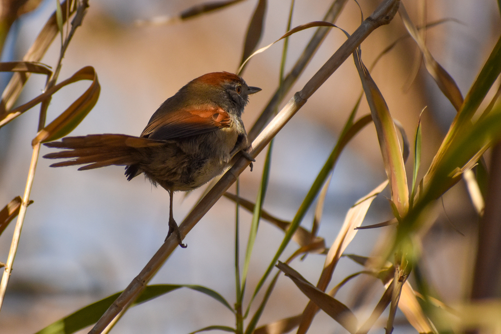 Sooty-fronted Spinetail