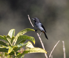 Diglossa carbonaria