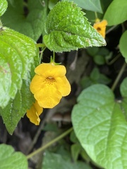 Achimenes flava