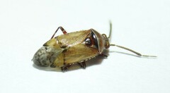 Alloeotomus gothicus