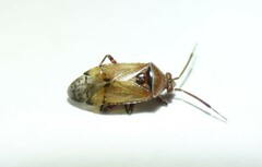 Alloeotomus gothicus