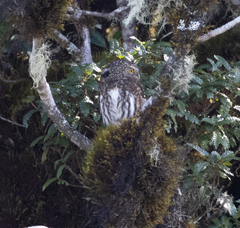 Glaucidium bolivianum