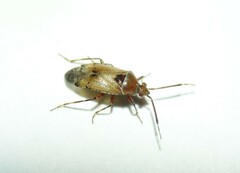 Alloeotomus gothicus